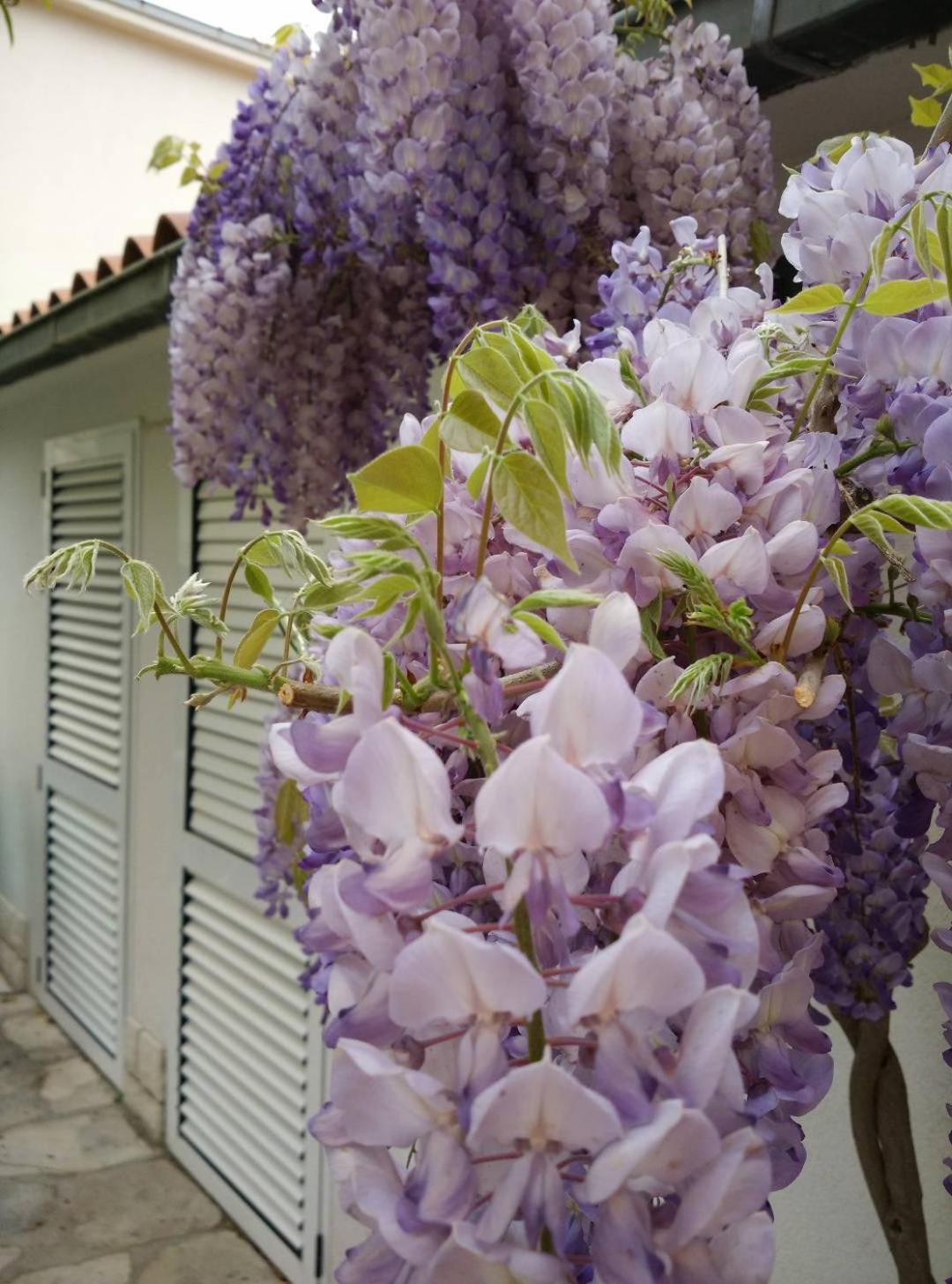 Apartments Gina Trogir Dış mekan fotoğraf